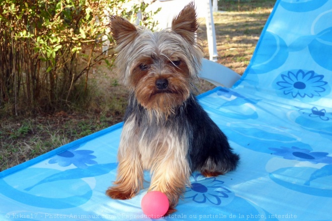 Photo de Yorkshire terrier