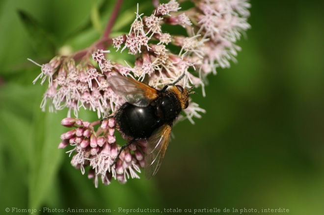 Photo de Bourdon