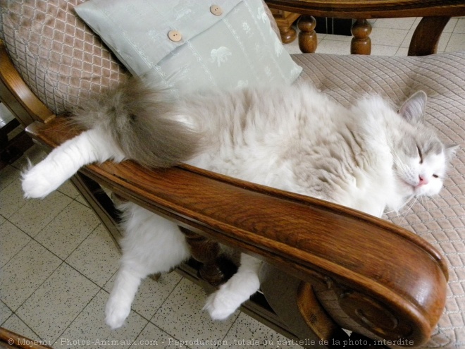 Photo de Ragdoll