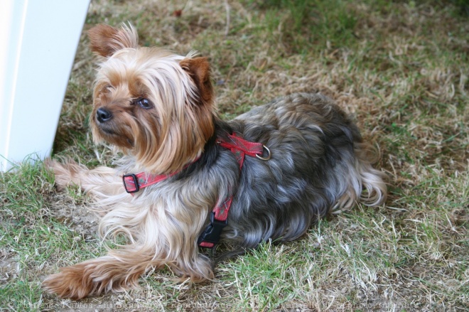 Photo de Yorkshire terrier