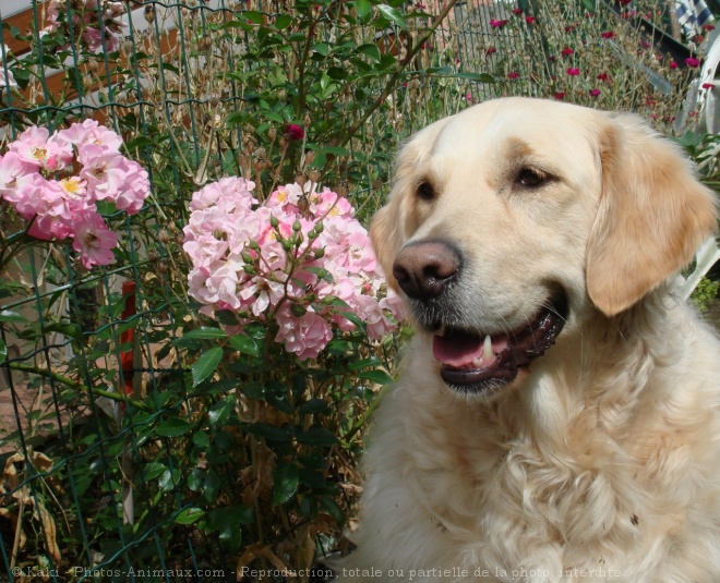 Photo de Golden retriever