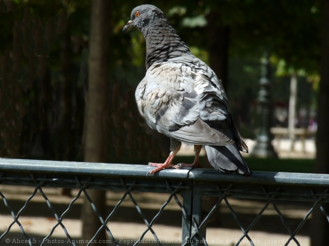 Photo de Pigeon