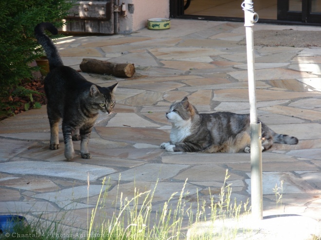 Photo de Chat domestique