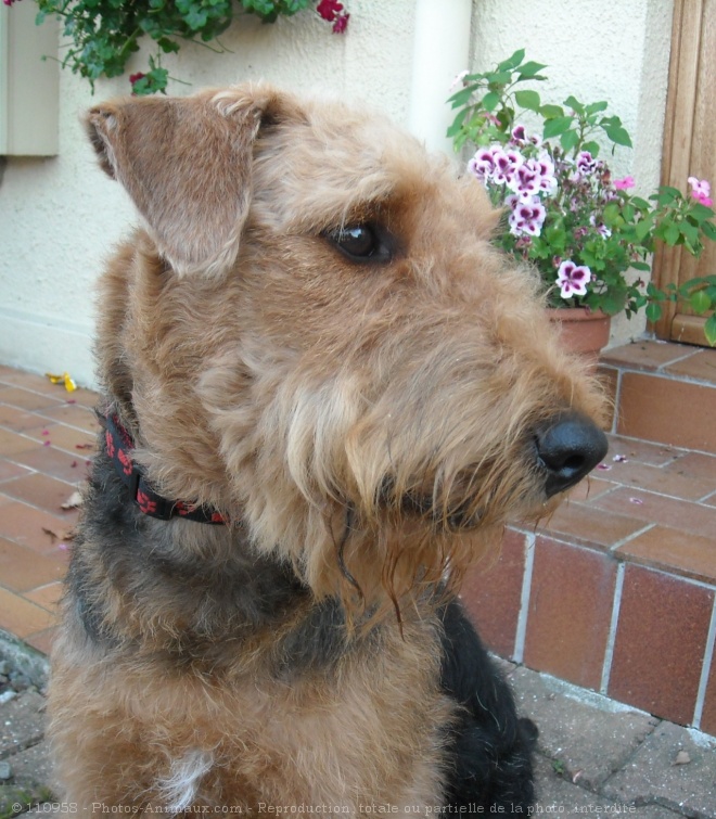 Photo d'Airedale terrier