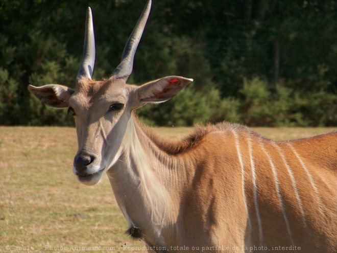 Photo d'Impala