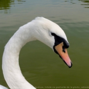 Photo de Cygne