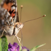 Photo de Papillon