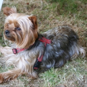 Photo de Yorkshire terrier