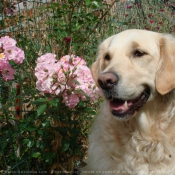 Photo de Golden retriever