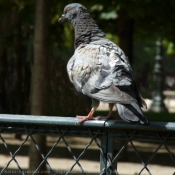 Photo de Pigeon