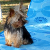 Photo de Yorkshire terrier