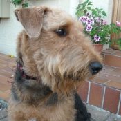 Photo d'Airedale terrier