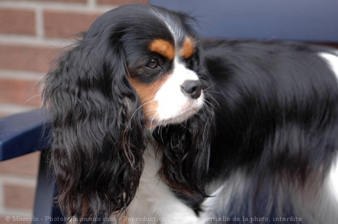 Photo de Cavalier king charles spaniel