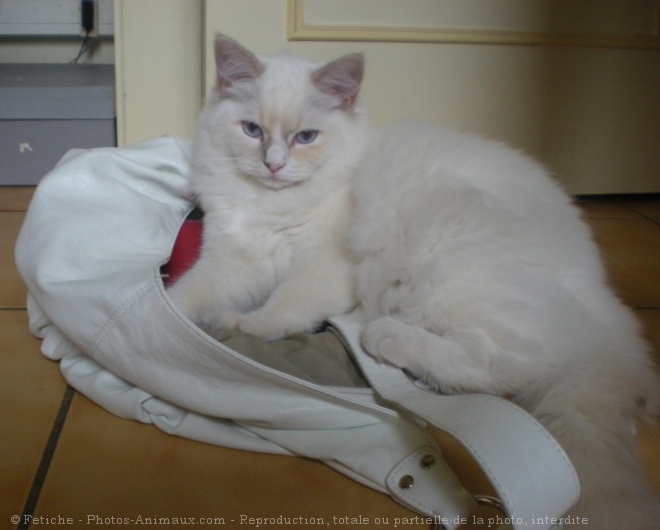 Photo de Ragdoll