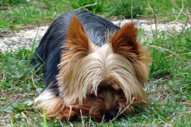 Photo de Yorkshire terrier