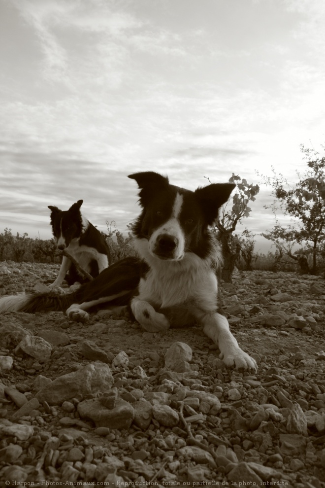 Photo de Border collie