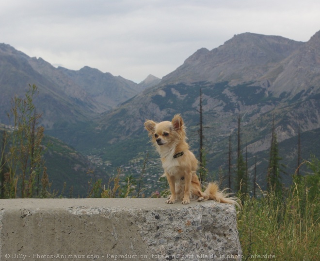 Photo de Chihuahua  poil long