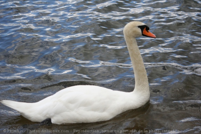 Photo de Cygne