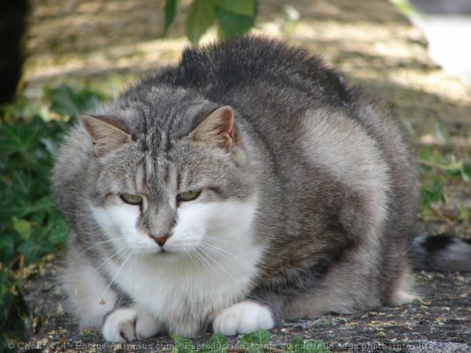 Photo de Chat domestique