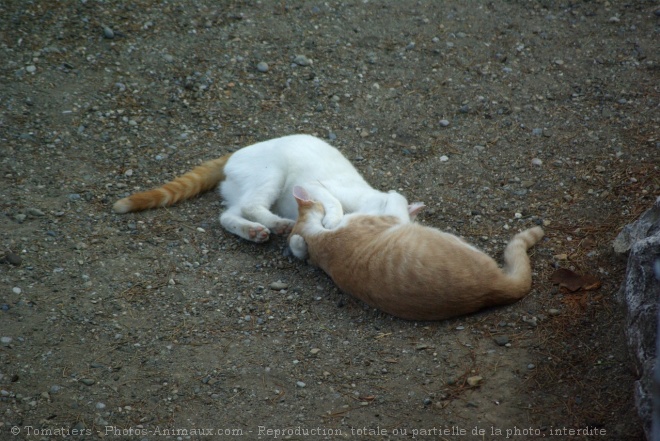 Photo de Chat domestique