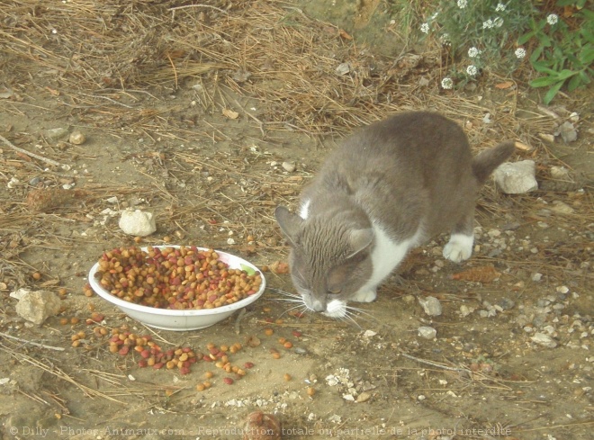 Photo de Chat domestique