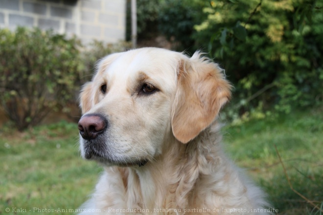 Photo de Golden retriever