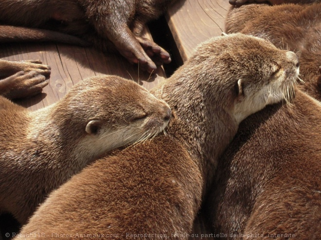 Photo de Loutre