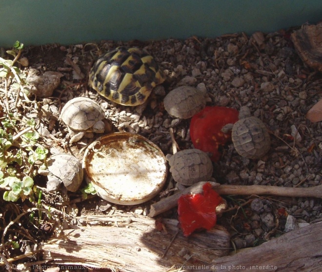 Photo de Tortue