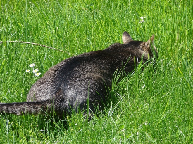 Photo de Chat domestique