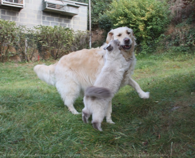 Photo de Races diffrentes