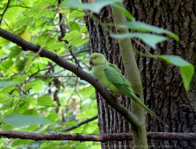 Photo de Perruche  collier