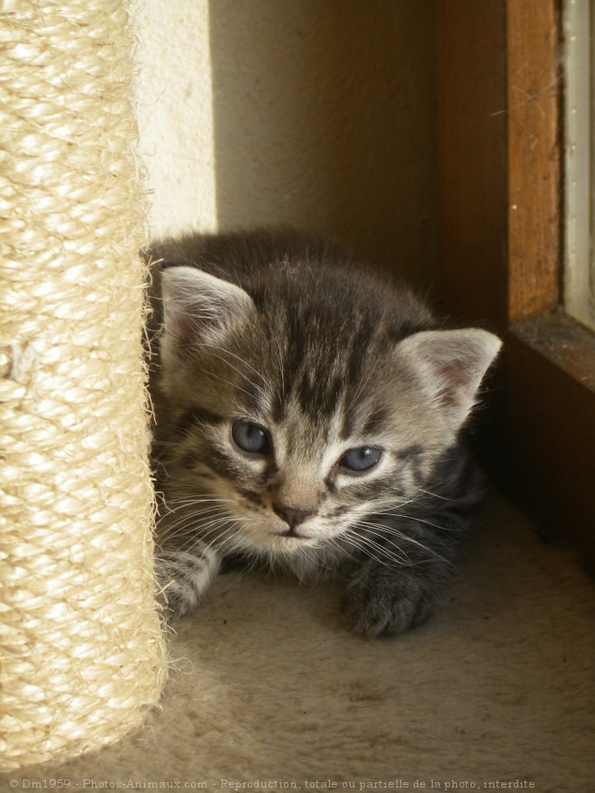 Photo de Chat domestique