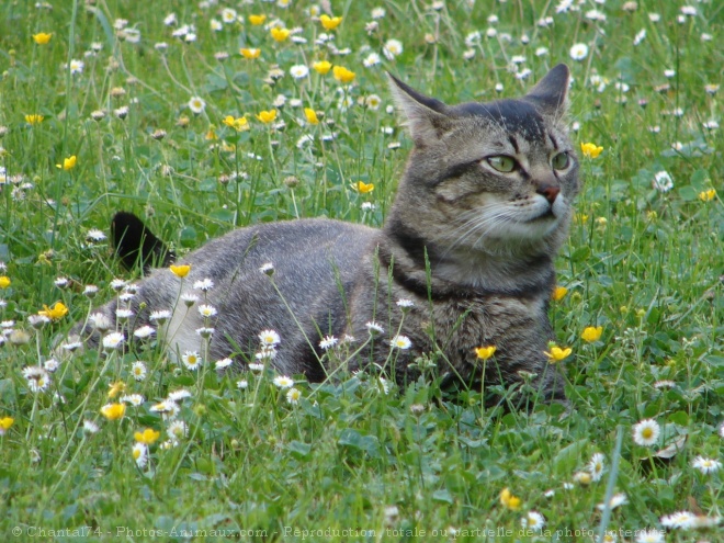 Photo de Chat domestique