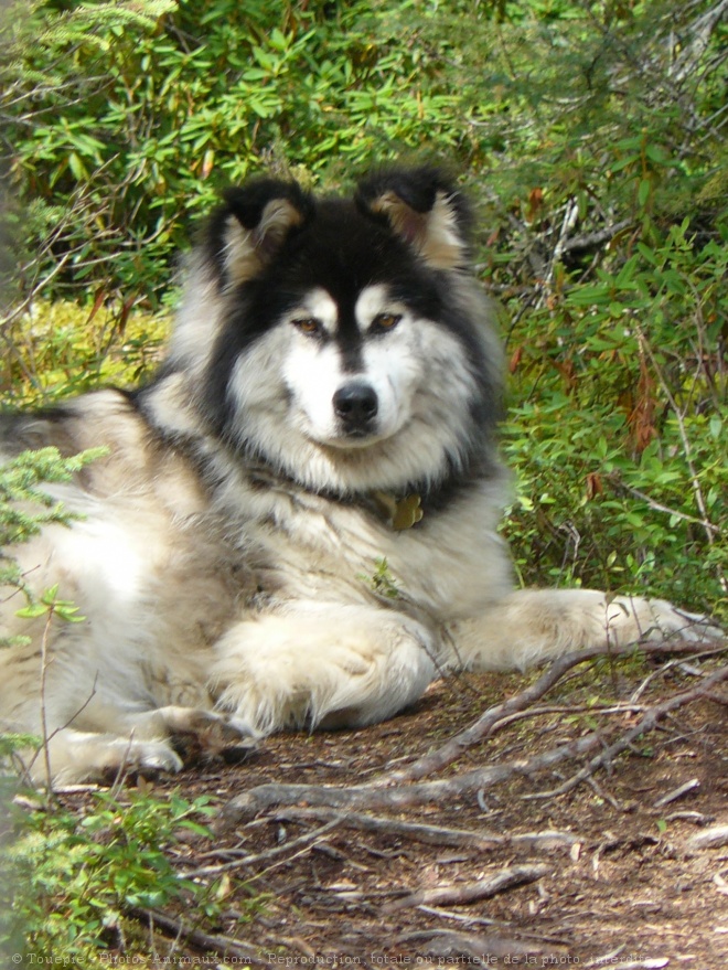 Photo de Malamute de l'alaska