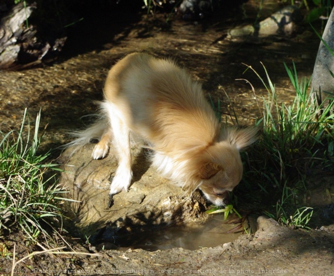 Photo de Chihuahua  poil long