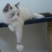 Photo de Ragdoll