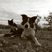 Photo de Border collie