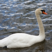 Photo de Cygne