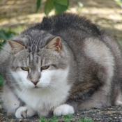 Photo de Chat domestique