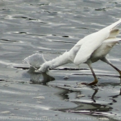 Photo d'Aigrette