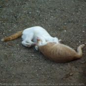 Photo de Chat domestique