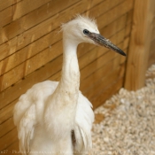 Photo d'Aigrette