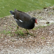 Photo de Poule d'eau