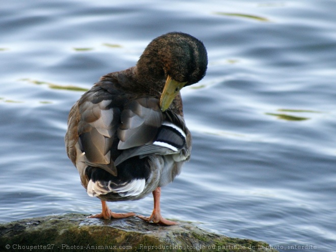 Photo de Canard colvert