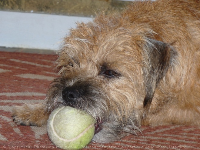 Photo de Border terrier