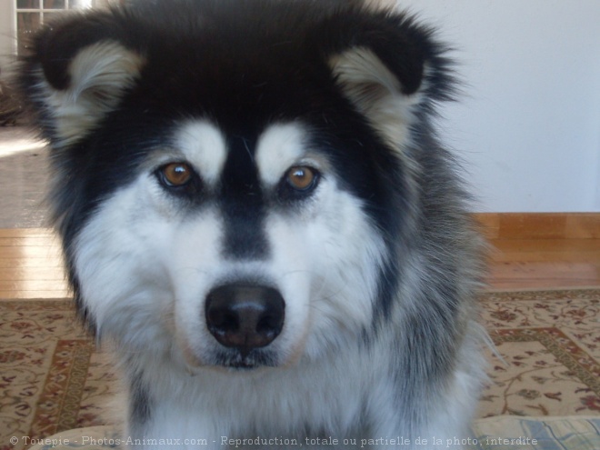 Photo de Malamute de l'alaska