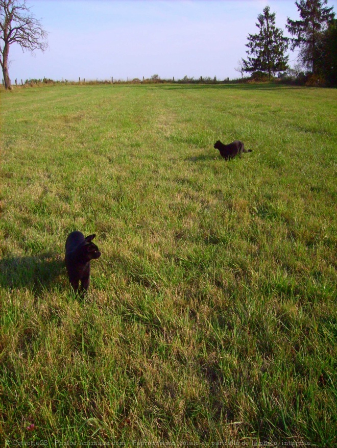 Photo de Chat domestique