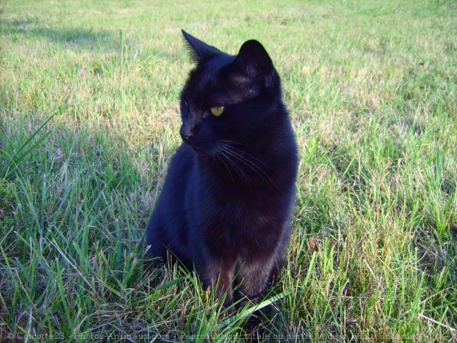 Photo de Chat domestique