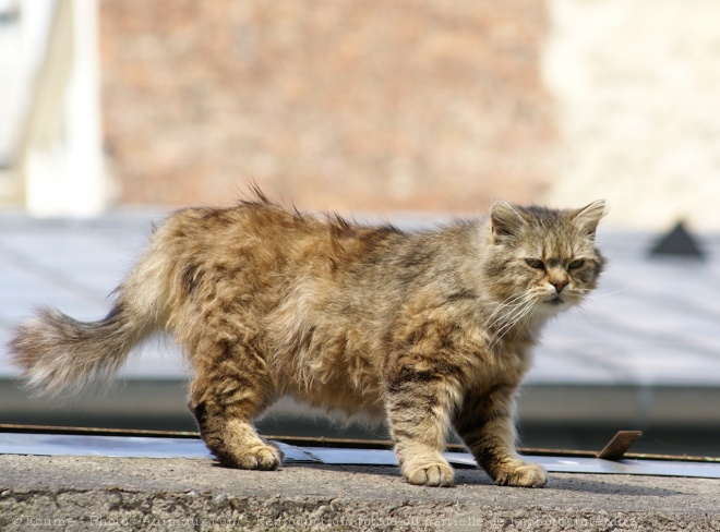 Photo de Chat domestique