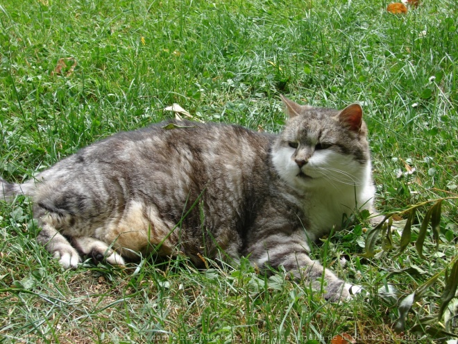 Photo de Chat domestique